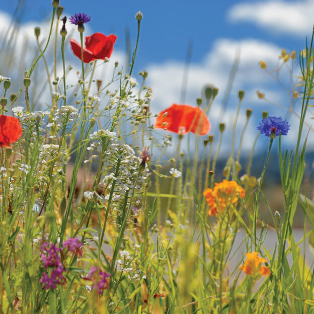 Anti-Aging Power of Albanian Wildflowers