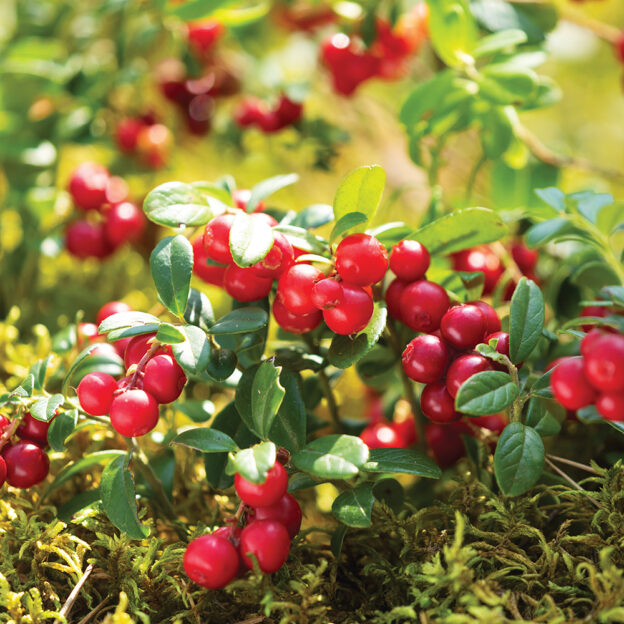 Lingonberries: 8 Great Reasons To Try Them