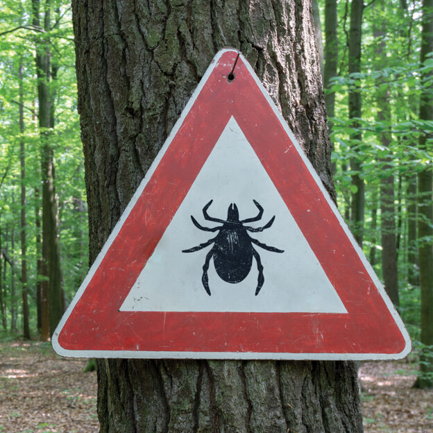 Roadmap for Overcoming Lyme Disease Naturally