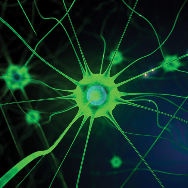 The Reality of Brain Neuron Regeneration