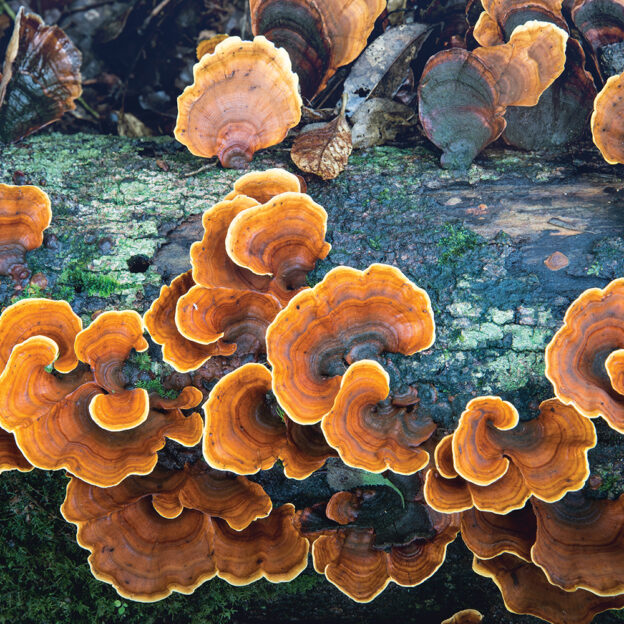 Helping the Microbiome: Mushrooms and Mycelium